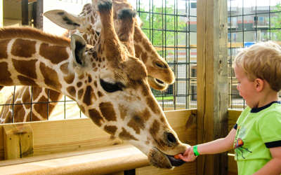 little boy feeding the giraffes